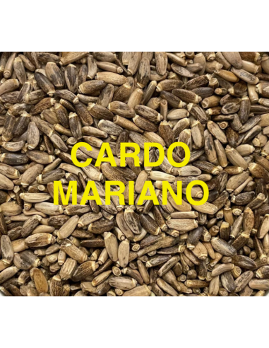 CARDO MARIANO KG