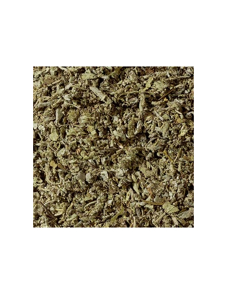 SALVIA  KG