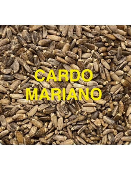 CARDO MARIANO KG