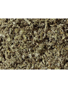 SALVIA 2