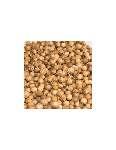 CILANTRO GRANO