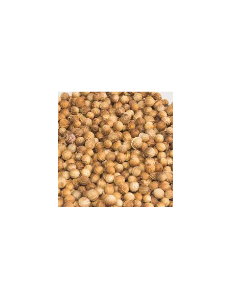 CILANTRO GRANO