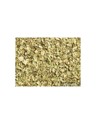 CILANTRO HOJA