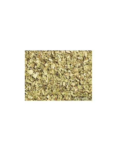 CILANTRO HOJA