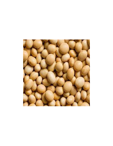 SOJA BLANCA O AMARILLA