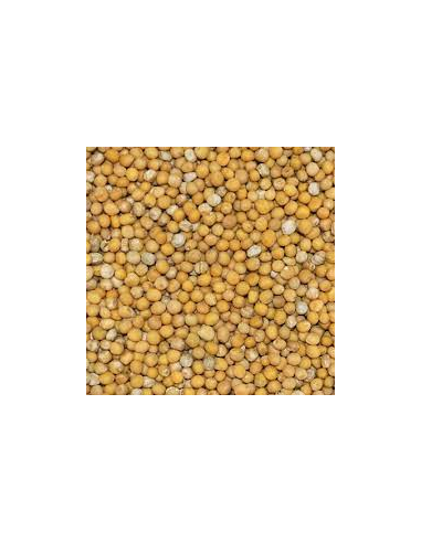 MOSTAZA GRANO KG
