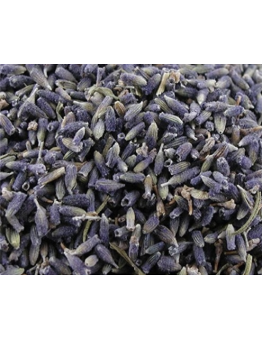 LAVANDA FLOR PRIMERA