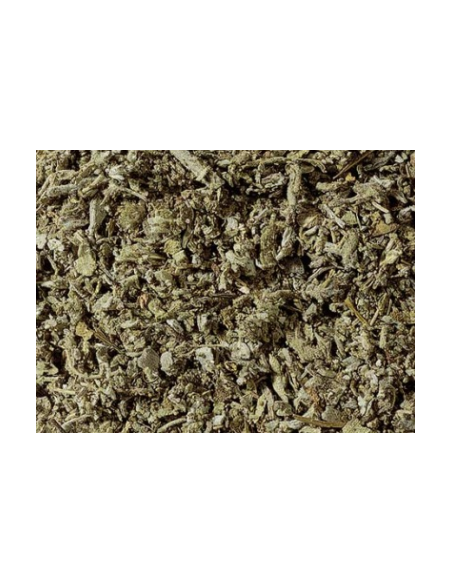 SALVIA